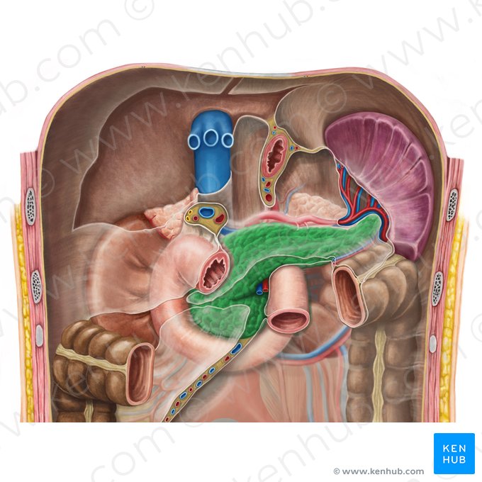 Páncreas (Pancreas); Imagen: Irina Münstermann