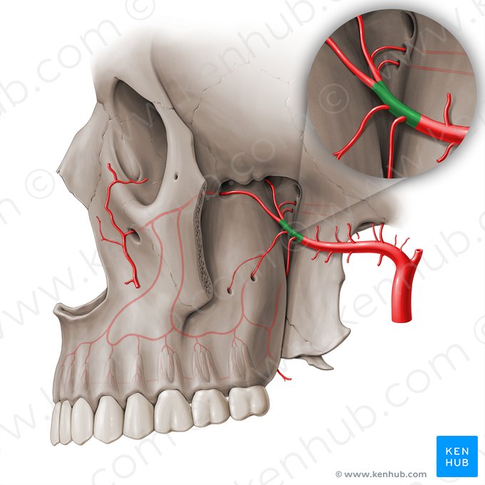 Parte pterigopalatina da artéria maxilar (Pars pterygopalatina arteriae maxillaris); Imagem: Paul Kim