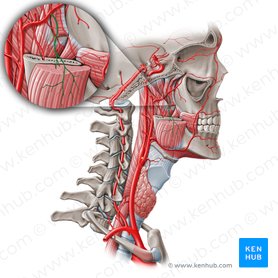 Masseteric artery (Arteria masseterica); Image: Paul Kim