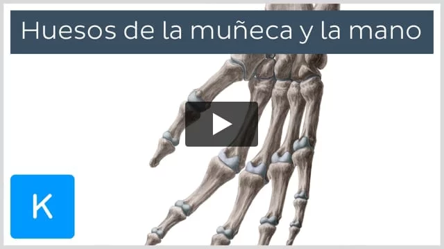 Huesos del carpo: anatomía y relaciones