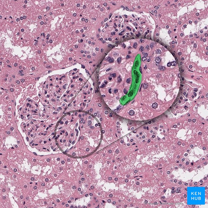Arteríola glomerular eferente do corpúsculo renal (Arteriola glomerularis efferens corpusculi renalis); Imagem: 