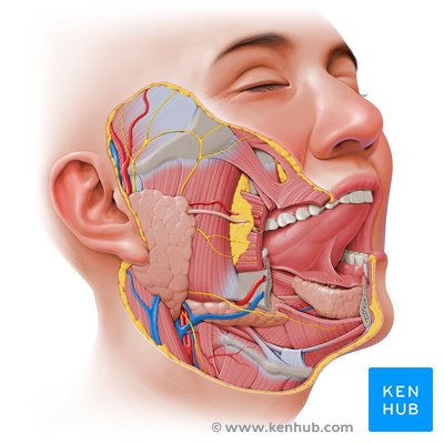 Gesicht und zugehörige Strukturen - ventromediale Ansicht