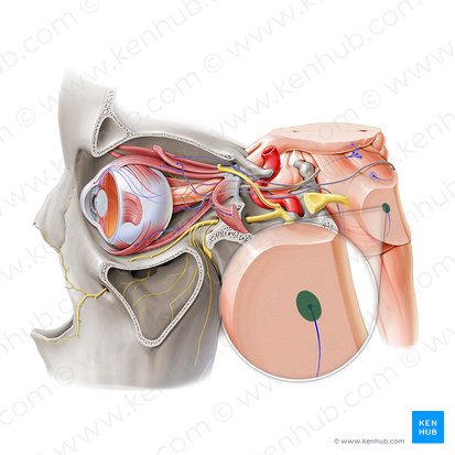 Nucleus of abducens nerve (Nucleus nervi abducentis); Image: Paul Kim