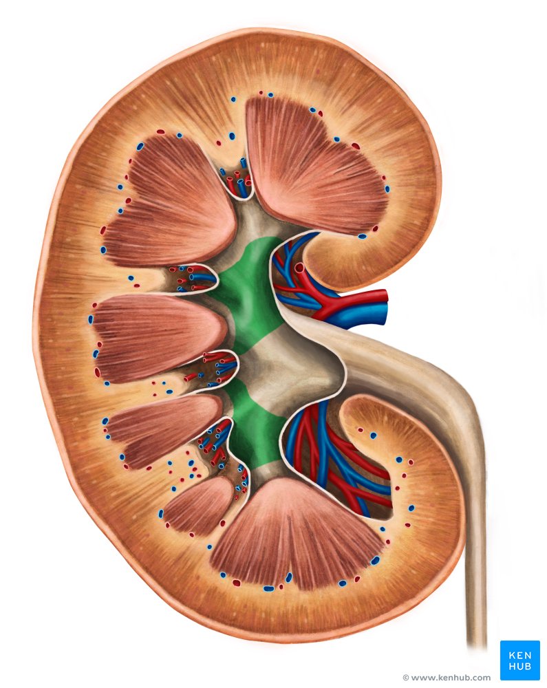 Major calyces of the kidney