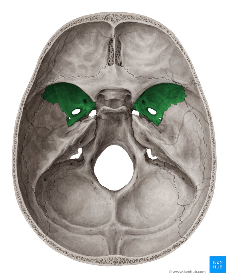 Asa maior do esfenóide - vista cranial 