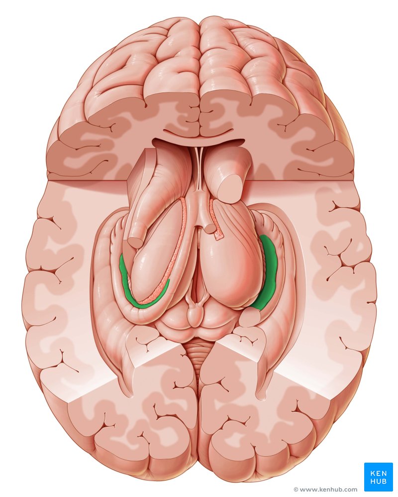 Fimbria of the hippocampus - cranial view