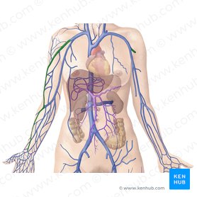 Major arteries, veins and nerves of the body: Anatomy | Kenhub