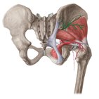 Superior gluteal artery