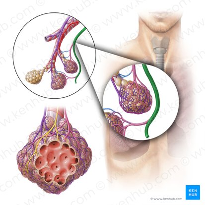 Pulmonary veins (Venae pulmonales); Image: Paul Kim