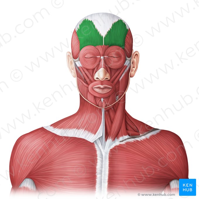 Musculi occipitofrontalis (Hinterkopf-Stirn-Muskel); Bild: Irina Münstermann