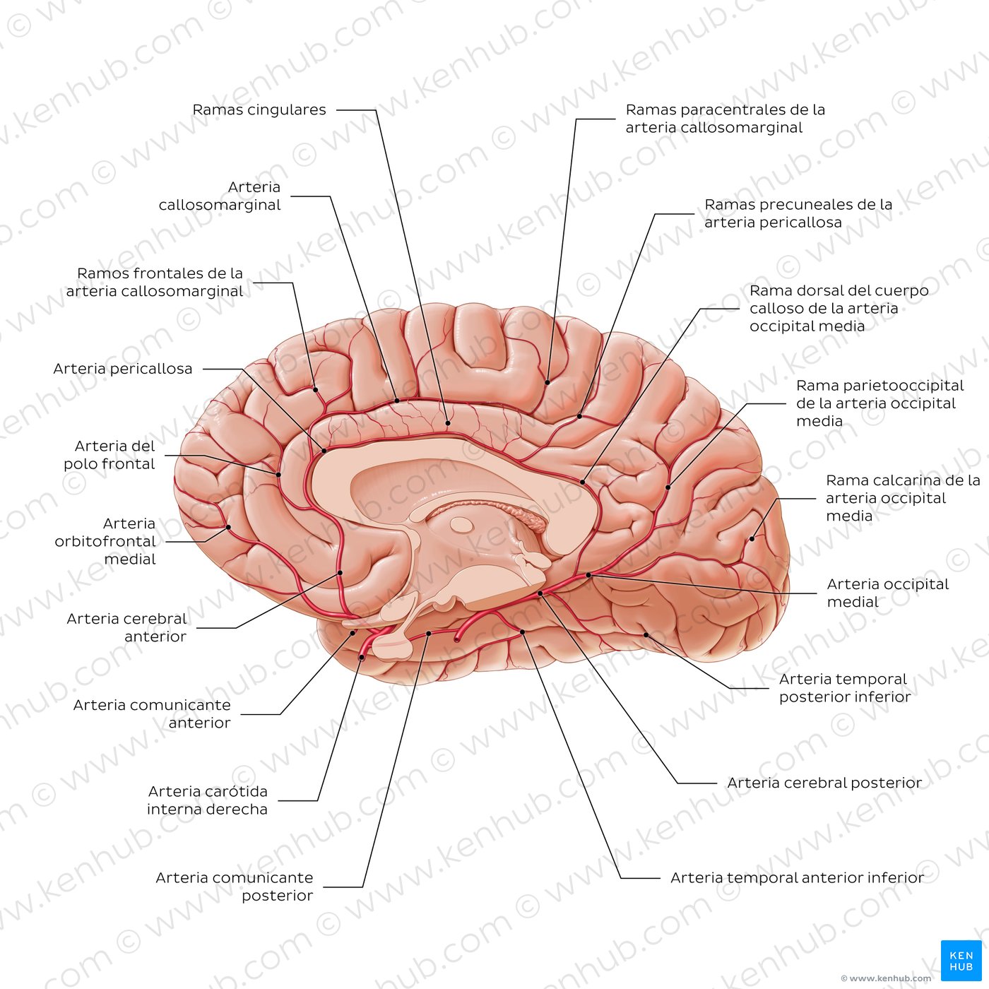 Blood supply to the corpus callosum and surrounding structures