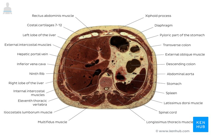 Cross section of the abdomen through T11: Axial view