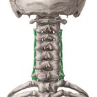 Anterior intertransversarii colli muscles