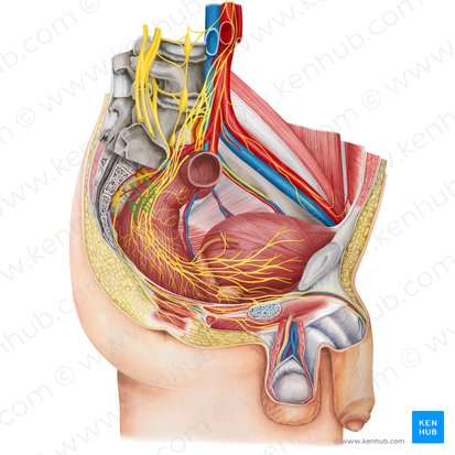 Pelvic splanchnic nerves (Nervi splanchnici pelvici); Image: Irina Münstermann