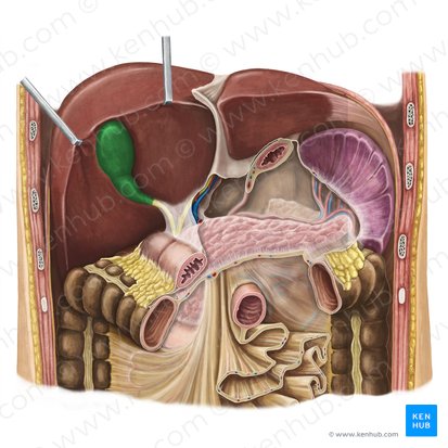 Gallbladder (Vesica biliaris); Image: Irina Münstermann