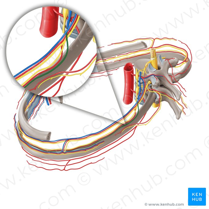 Collateral branch of posterior intercostal vein (Ramus collateralis venae intercostalis posterioris); Image: Paul Kim