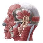 Parotid gland