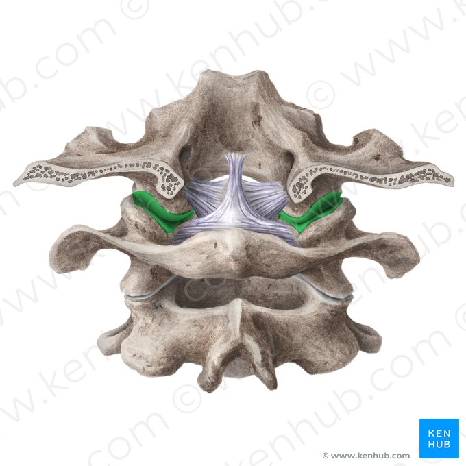 Articulação atlanto-occipital (Articulatio atlantooccipitalis); Imagem: Liene Znotina