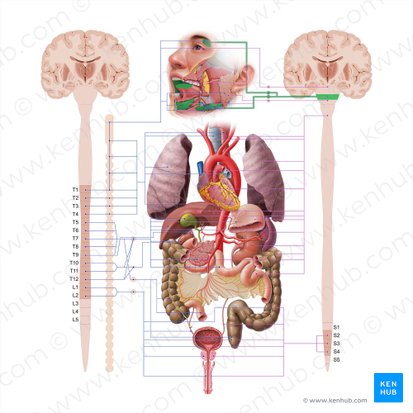 Nervo facial (Nervus facialis); Imagem: Paul Kim