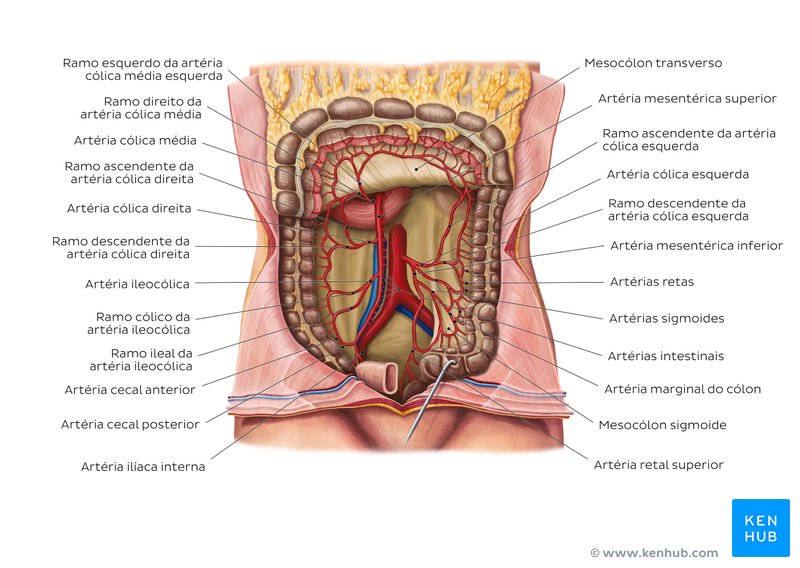 Suprimento sanguíneo do intestino grosso - um diagrama