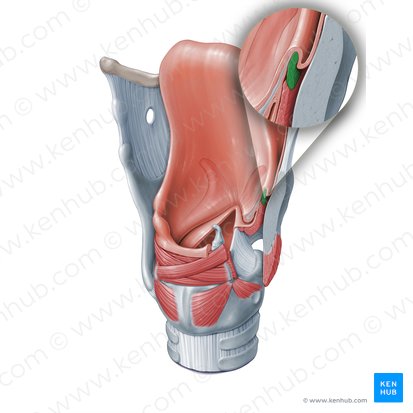 Músculo aritenoepiglótico (Musculus aryepiglotticus); Imagen: Paul Kim