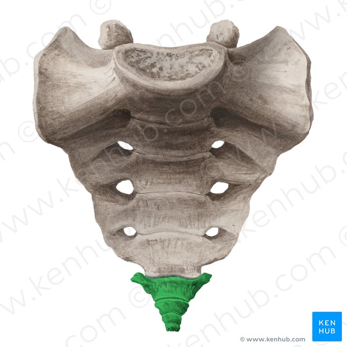 Coccyx (Os coccygis); Image: Liene Znotina