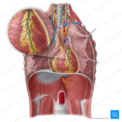 Arteria interventricular anterior (Arteria interventricularis anterior); Imagen: Yousun Koh