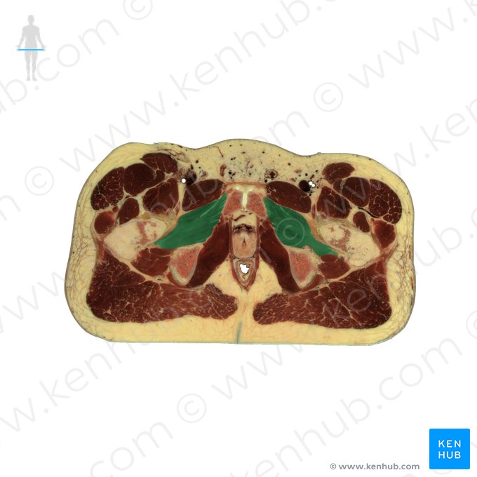 Músculo obturador externo (Musculus obturatorius externus); Imagem: National Library of Medicine