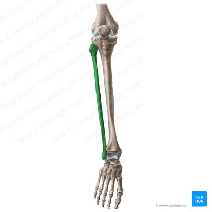 Fibula (Wadenbein); Bild: Liene Znotina