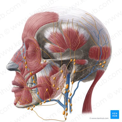 Linfonodos linguais (Nodi lymphoidei linguales); Imagem: Yousun Koh