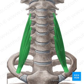 Músculo escaleno anterior (Musculus scalenus anterior); Imagem: Yousun Koh