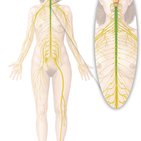 Development of the central nervous system