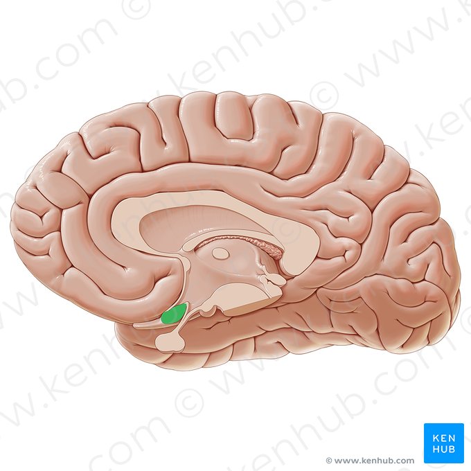 Optic chiasm (Chiasma opticum); Image: Paul Kim