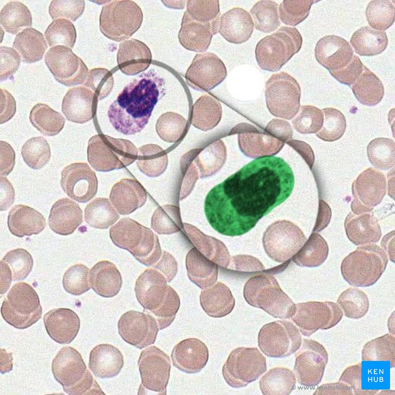 Macrophage - histological slide