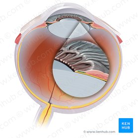 Músculo esfínter de la pupila (Musculus sphincter pupillae iridis); Imagen: Paul Kim