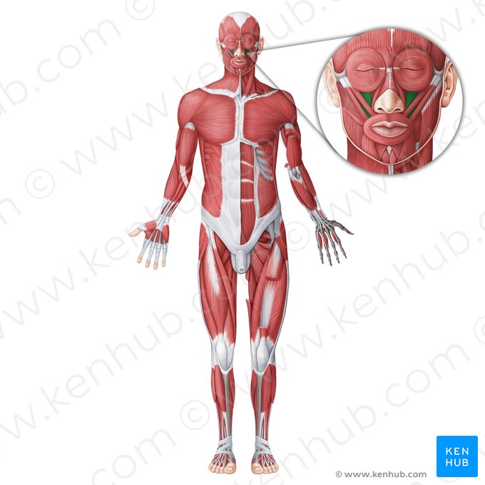 Levator labii superioris muscle (Musculus levator labii superioris); Image: Irina Münstermann