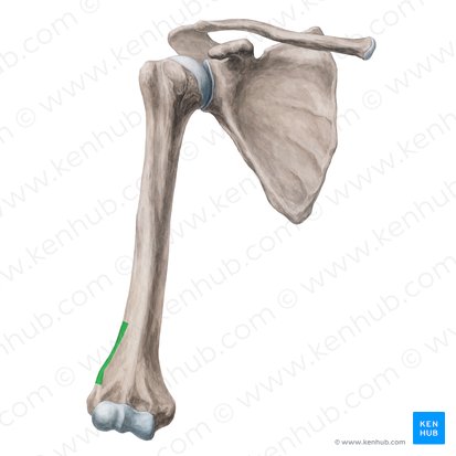 Lateral supracondylar ridge of humerus (Crista supracondylaris lateralis humeri); Image: Yousun Koh