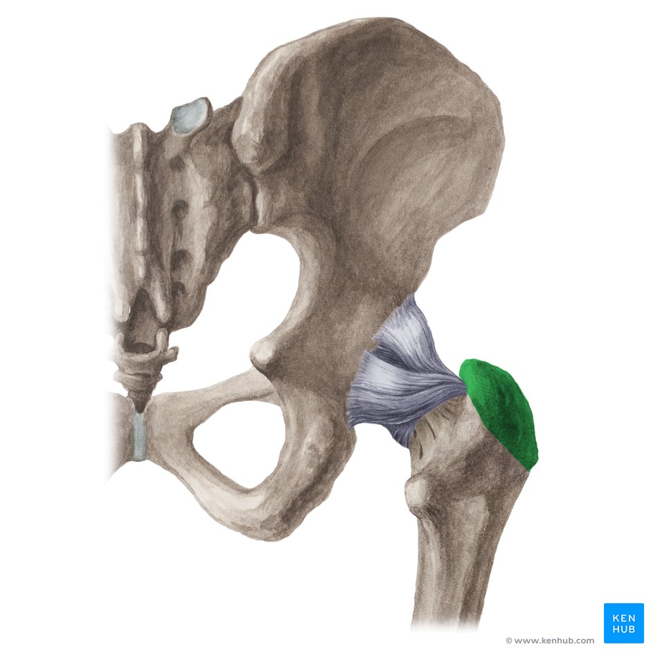 Pectineus muscle анатомия