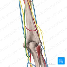 Arteria colateral ulnar superior (Arteria collateralis ulnaris superior); Imagen: Yousun Koh