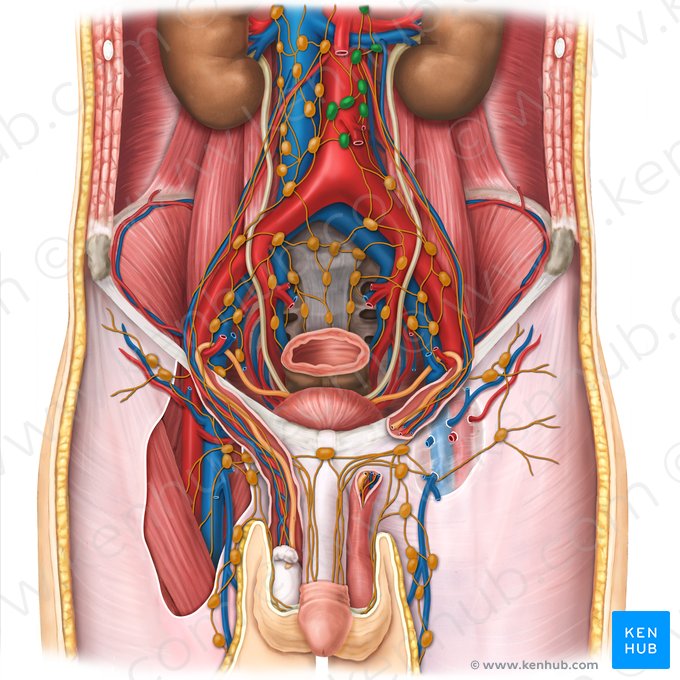 Left lumbar lymph nodes (Nodi lymphoidei lumbales sinistri); Image: Esther Gollan