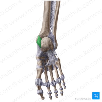 Retináculo de los músculos flexores del pie (Retinaculum flexorum pedis); Imagen: Liene Znotina