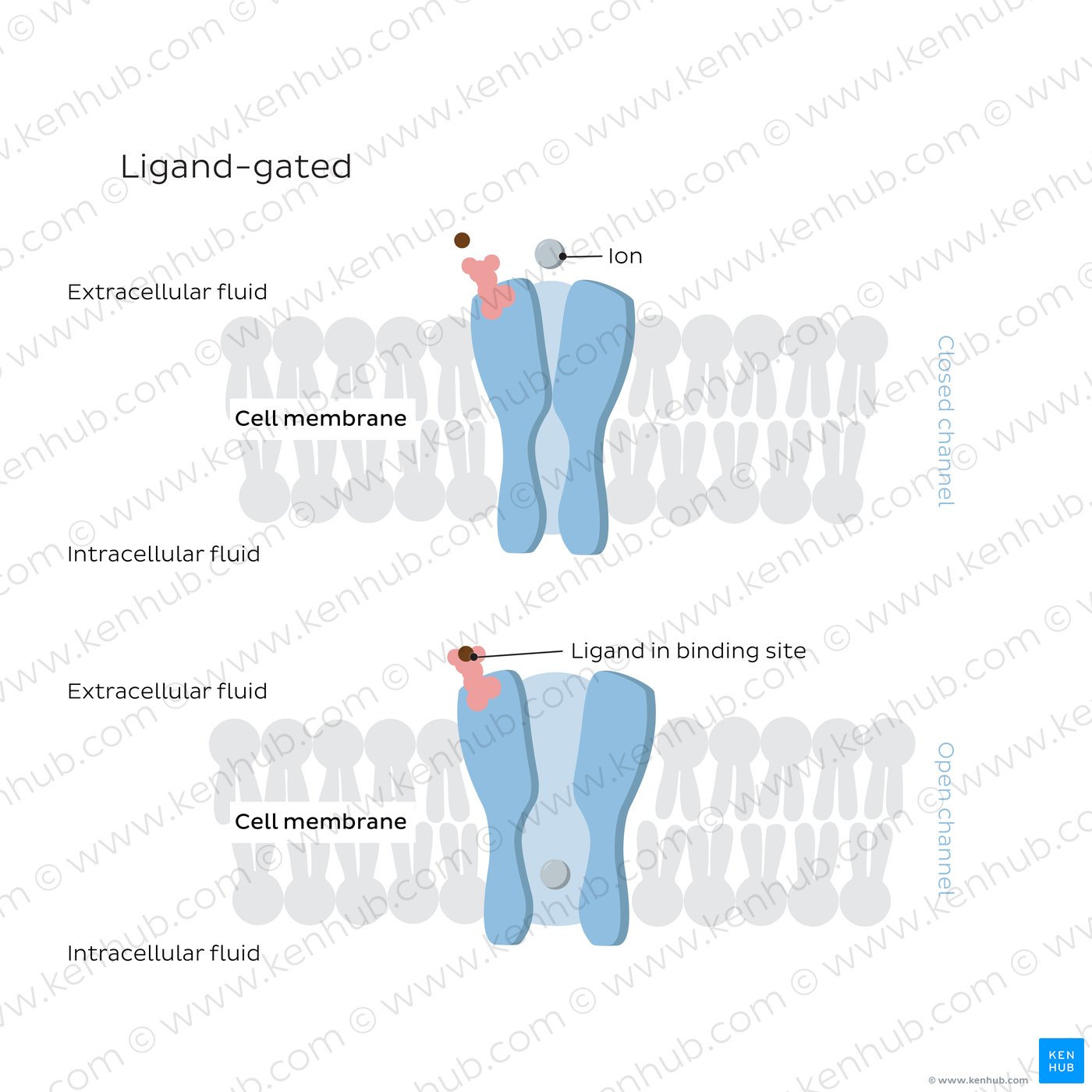 Ligand-gated ion channels