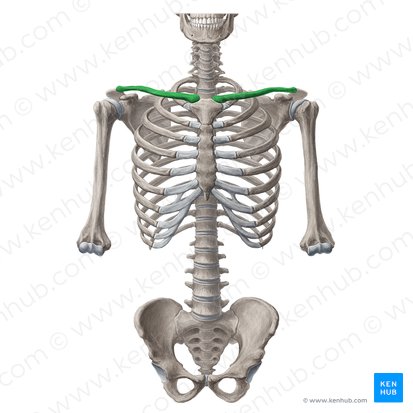 Shoulder girdle: anatomy, movements and function