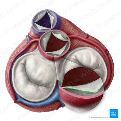 Lunules of semilunar leaflets of aortic valve (Lunulae valvularum seminlunarium valvae aortae); Image: Yousun Koh