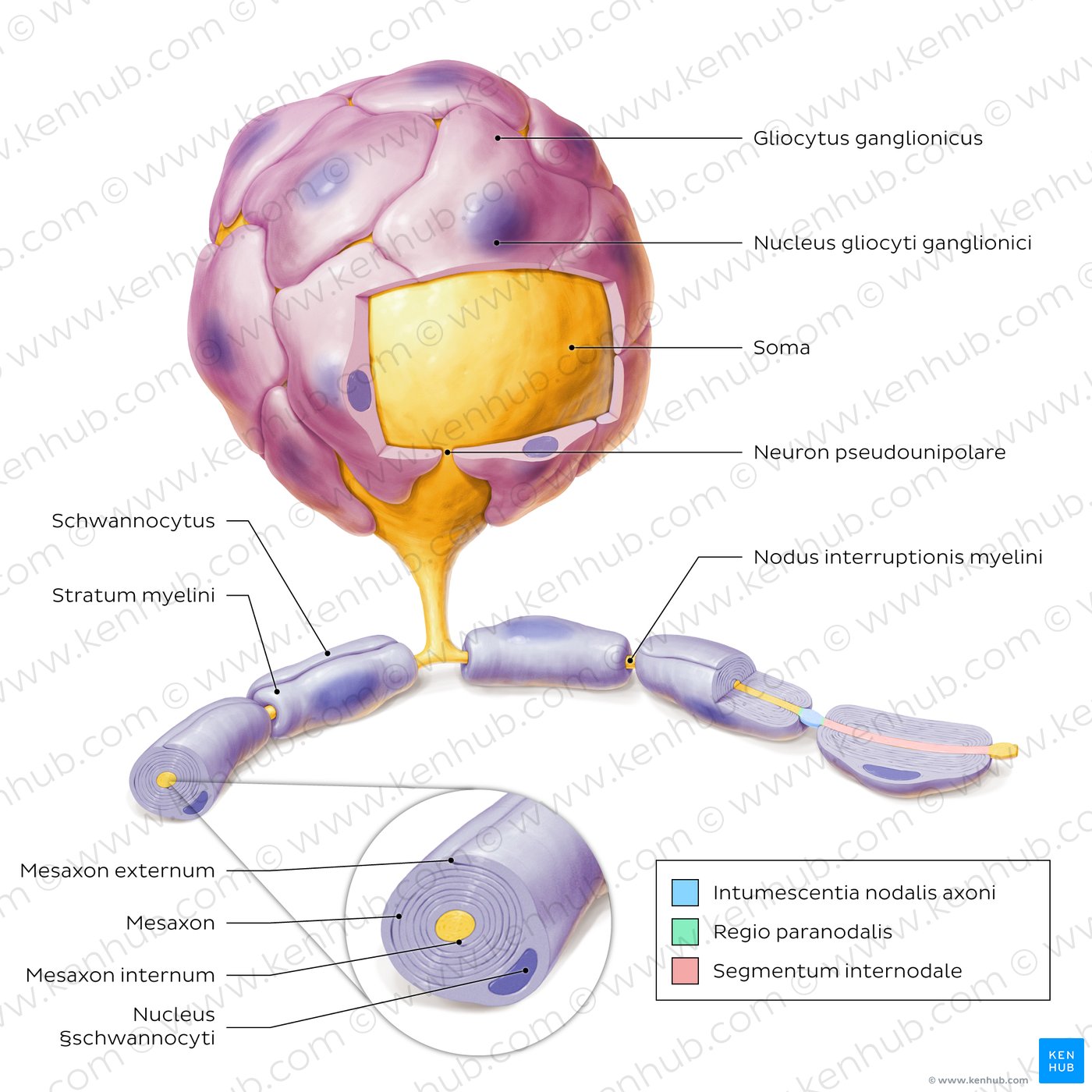 A pseudounipolar neuron with associated Schwann and satellite cells.
