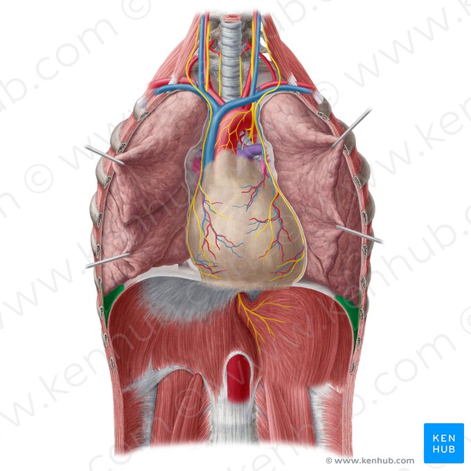 Costodiaphragmatic recess (Recessus costodiaphragmaticus); Image: Yousun Koh