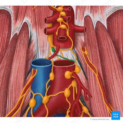 Tronco linfático lumbar izquierdo (Truncus lymphaticus lumbalis sinister); Imagen: Irina Münstermann