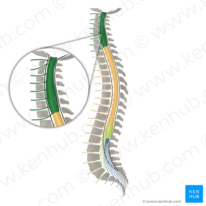 Spinal nerves C1-C8 (Nervi spinales C1-C8); Image: Irina Münstermann