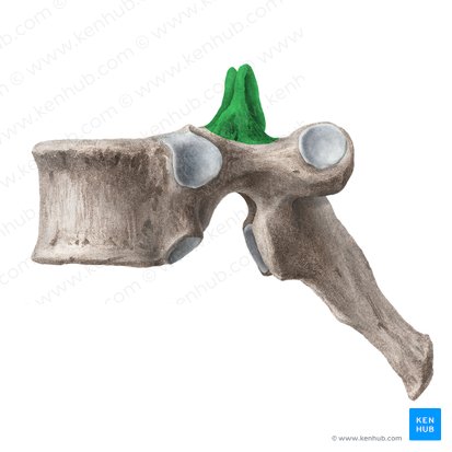 Processus articularis superior vertebrae (Oberer Gelenkfortsatz des Wirbels); Bild: Liene Znotina
