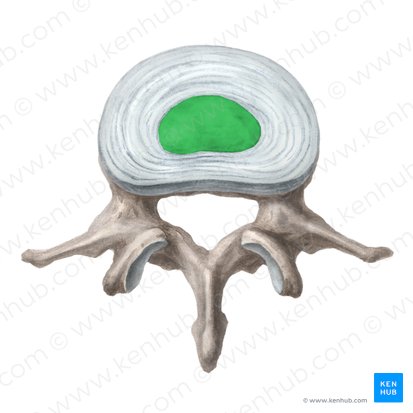 Nucleus pulposus of intervertebral disc (Nucleus pulposus disci intervertebralis); Image: Liene Znotina